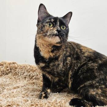 Midnight -  Domestic Short Hair Cat for Adoption in Conway, New Hampshire - Midnight | PetCurious