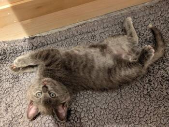Behr -  Domestic Short Hair Cat for Adoption in San Antonio, Texas - Behr | PetCurious