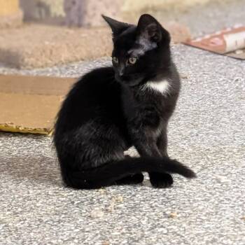 Rinky Ro 56470 -  Domestic Short Hair Cat for Adoption in Eaton Rapids, Michigan - Rinky Ro 56470 | PetCurious