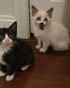 The Bridgertons: Francesca (part of pair) -  Domestic Short Hair Cat for Adoption - The Bridgertons: Francesca (part Of Pair) | PetCurious