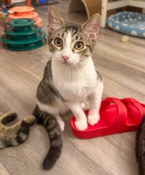 Denver -  Domestic Short Hair and Tabby Cat for Adoption in Pompano Beach, Florida - Denver | PetCurious