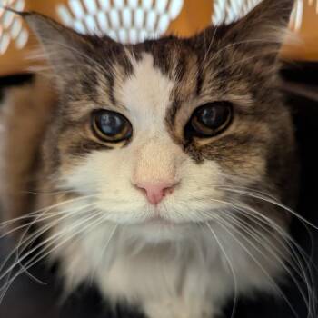 Nimbus -  Domestic Long Hair Cat for Adoption in Charlottesville, Virginia - Nimbus | PetCurious