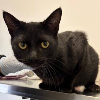 Domestic Short Hair Cats Available for Adoption in Nashville, Tennessee - Ernie | PetCurious