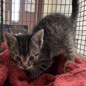 Mole -  Domestic Short Hair Cat for Adoption in San Antonio, Texas - Mole | PetCurious