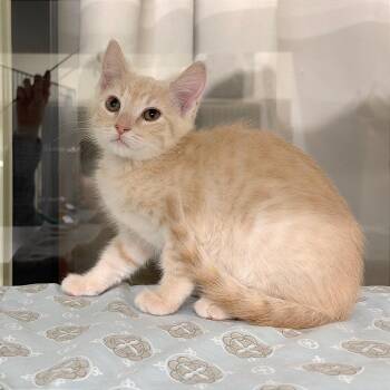 Wool (RED) -  Domestic Short Hair Cat for Adoption in League City, Texas - Wool (RED) | PetCurious