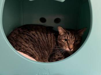 Socks -  Domestic Short Hair Cat for Adoption in Stratham, New Hampshire - Socks | PetCurious