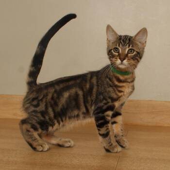 Paul Baker C71623 -  Domestic Short Hair Cat for Adoption in Minnetonka, Minnesota - Paul Baker C71623 | PetCurious