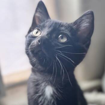 Brady -  Domestic Short Hair Cat for Adoption in Wilsonville, Oregon - Brady | PetCurious