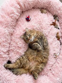 Momma Maple -  Domestic Long Hair and Tabby Cat for Adoption in Saginaw, Michigan - Momma Maple | PetCurious