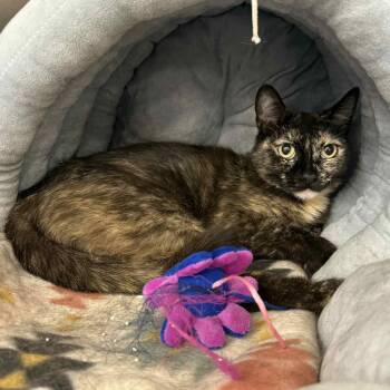 Rescue Tortoiseshell and Domestic Short Hair Cats for Adoption in Antioch, California - Drucilla | PetCurious