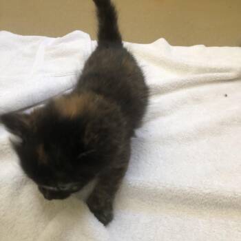 Carmilla -  Domestic Short Hair Cat for Adoption in Burlington, Ontario - Carmilla | PetCurious