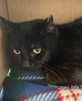 Berry -  Domestic Short Hair Cat Available for Adoption in Hartsville, South Carolina - Berry | PetCurious