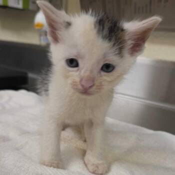 Picasso -  Domestic Short Hair Cat for Adoption in Asheville, North Carolina - Picasso | PetCurious