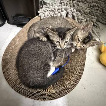 Ronan -  Domestic Short Hair Cat for Adoption in Valdosta, Georgia - Ronan | PetCurious