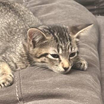 Mochi -  Domestic Short Hair Cat for Adoption in Liverpool, Texas - Mochi | PetCurious