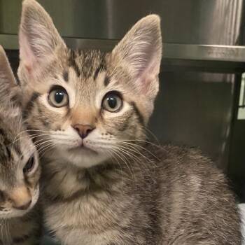 Domestic Short Hair Cats Available for Adoption in Dayton, Ohio - Luke | PetCurious