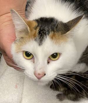 Rescue Domestic Short Hair Cats for Adoption in Salt Lake City, Utah - Honey | PetCurious