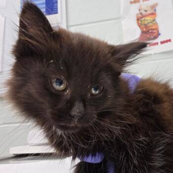 Chalk -  Domestic Long Hair Cat for Adoption in Chattanooga, Tennessee - Chalk | PetCurious