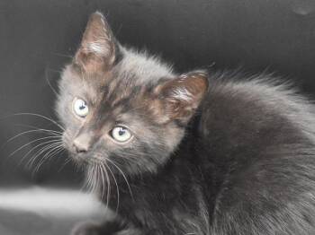 Owl -  Domestic Short Hair Cat for Adoption in Portland, Oregon - Owl | PetCurious