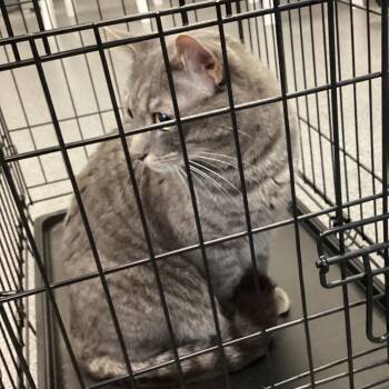 Jasper -  Domestic Short Hair Cat for Adoption in Montgomery, Alabama - Jasper | PetCurious
