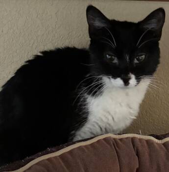 Magpie -  Domestic Short Hair Cat Available for Adoption in Fort Collins, Colorado - Magpie | PetCurious