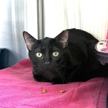 Valentino -  Domestic Short Hair Cat for Adoption in Skokie, Illinois - Valentino | PetCurious