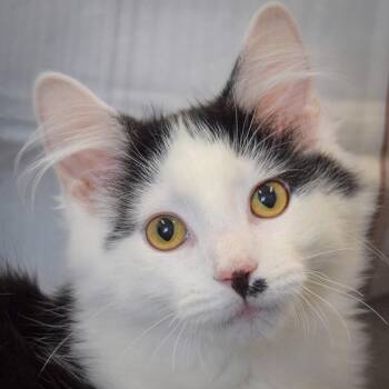 Jinu -  Domestic Short Hair Cat for Adoption in Huntley, Illinois - Jinu | PetCurious