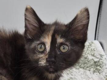 Scully -  Domestic Short Hair Cat for Adoption in Portland, Oregon - Scully | PetCurious