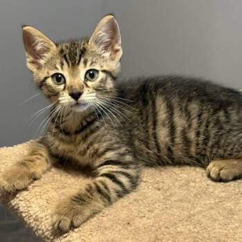 Turbo - Playful & Affectionate -  Tabby Cat for Adoption in Hamilton, Ontario - Turbo - Playful & Affectionate | PetCurious
