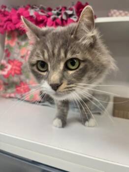 Gracie (ID 51871) -  Domestic Medium Hair Cat for Adoption in Manassas, Virginia - Gracie (ID 51871) | PetCurious