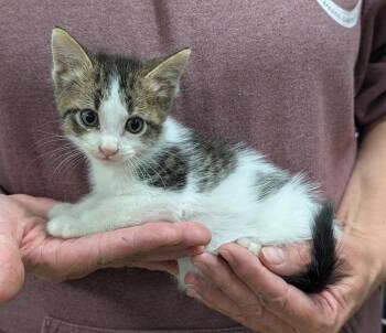 Rescue Domestic Short Hair Cats for Adoption in Parsons, Kansas - Tootsie | PetCurious