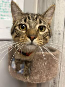 Barney -  Domestic Short Hair Cat for Adoption in Momence, Illinois - Barney | PetCurious