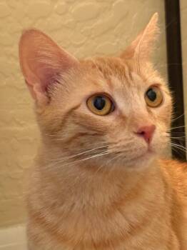 Penny Latte -  Domestic Short Hair and Tabby Cat for Adoption in Chandler, Arizona - Penny Latte | PetCurious