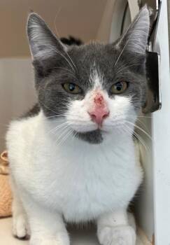 Olive Jar -  Domestic Short Hair Cat for Adoption - Olive Jar | PetCurious