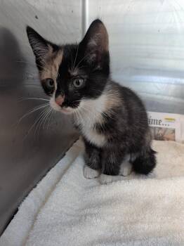 Margil -  American Shorthair Cat for Adoption in Montclair, New Jersey - Margil | PetCurious