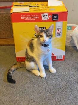 Rescue Domestic Short Hair Cats for Adoption in Mokena, Illinois - Ms MiniMe | PetCurious