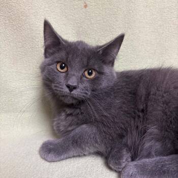 Ozzie -  Domestic Short Hair Cat for Adoption in Waterloo, Iowa - Ozzie | PetCurious