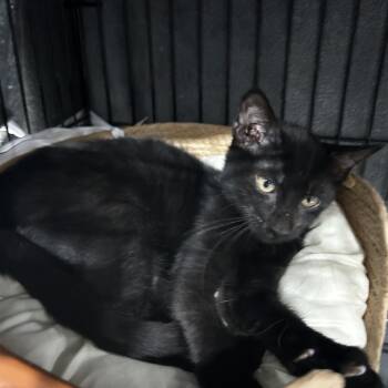 Rescue Domestic Short Hair Cats for Adoption in Brampton, Ontario - Tiggo - Black Kitten | PetCurious