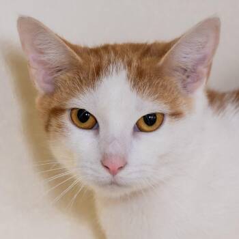 Clark -  Domestic Short Hair Cat for Adoption in Victor, New York - Clark | PetCurious