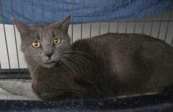 Domestic Short Hair Cats Available for Adoption in Dickson, Tennessee - Opaline | PetCurious