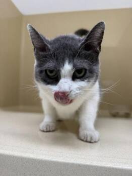 Zea -  Domestic Short Hair Cat for Adoption in Pequot Lakes, Minnesota - Zea | PetCurious