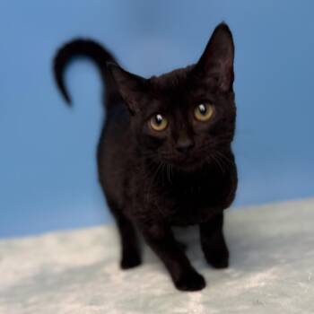 Sushi -  Domestic Short Hair Cat for Adoption in San Antonio, Texas - Sushi | PetCurious