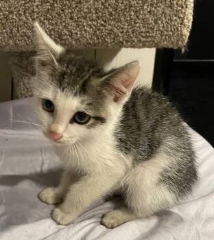 Neal -  Domestic Short Hair Cat for Adoption in Dalton, Georgia - Neal | PetCurious