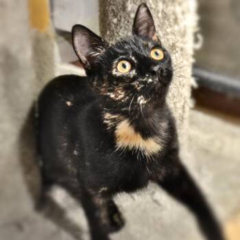 Tootie_too_too -  Domestic Short Hair Cat Available for Adoption in Natick, Massachusetts - Tootie_too_too | PetCurious