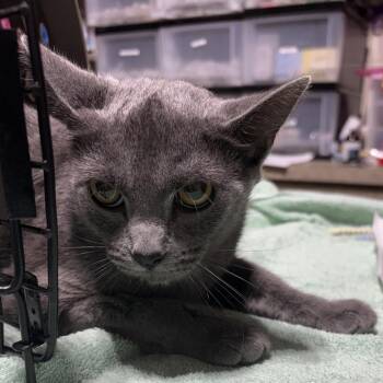 Quincey -  Domestic Short Hair Cat Available for Adoption in Milton, Florida - Quincey | PetCurious