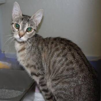 Ravioli -  Domestic Short Hair Cat for Adoption in Richmond, Virginia - Ravioli | PetCurious