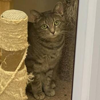Rescue Domestic Short Hair Cats for Adoption in Indiana, Pennsylvania - Aela | PetCurious