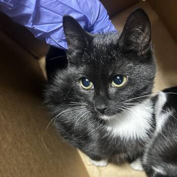 Zoomy -  Domestic Short Hair Cat for Adoption in Newark, New Jersey - Zoomy | PetCurious