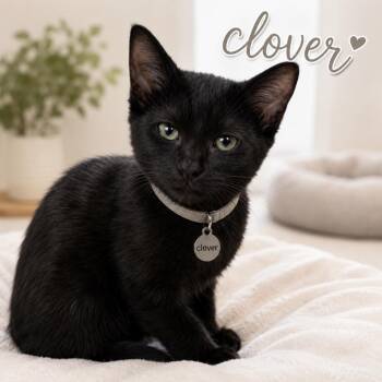 Clover -  Domestic Short Hair Cat for Adoption in Inman, South Carolina - Clover | PetCurious