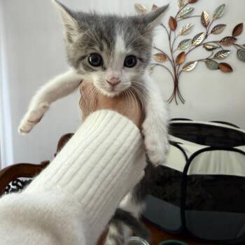 Domestic Medium Hair Cats Available for Adoption in Tustin, California - Jalen | PetCurious
